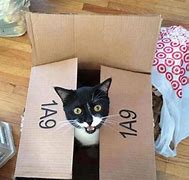 Image result for Cat in a Box Schroeder Meme