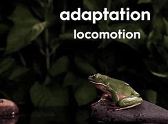 Image result for Beautiful Animal Adaptations