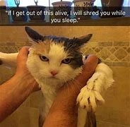 Image result for Cat Attack Meme