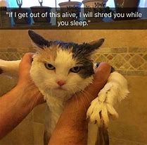 Image result for Good Night Funny Cat Memes
