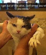 Image result for Hungry Cat Meme