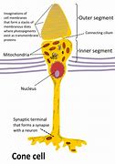 Image result for Cone Cell
