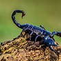 Image result for Mbi Stick Insect
