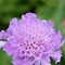 Image result for Scabiosa columbaria Pink Mist