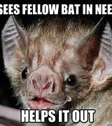 Image result for Supportive Bat Memes