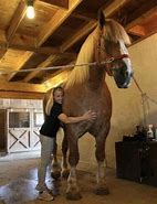 Image result for Big Jake Horse