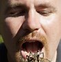 Image result for Edible Bugs