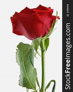 Image result for Single Long Stem Red Rose
