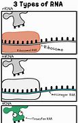Image result for DNA RNA and Protein Synthesis