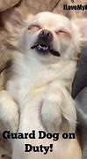 Image result for Chihuahua Sleeping Meme