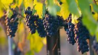 Image result for Cowan Pinot Noir