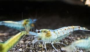 Image result for Neocaridina Blue Pearl