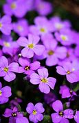 Image result for Cute Small Flowers