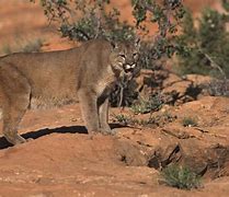Image result for Mojave Desert Plants and Animals