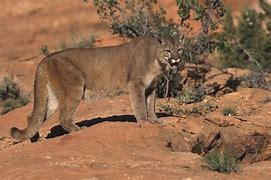 Image result for Mojave Desert Wildlife