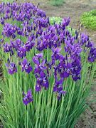 Image result for Iris sibirica Pansy Purple