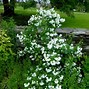 Image result for Philadelphus coronarius