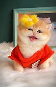 Image result for Laughing Cat