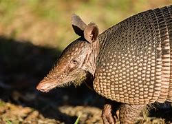 Image result for AM Using Armadillo
