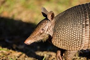 Image result for Armadillo Mouth