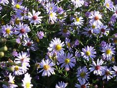 Image result for Aster turbinellus