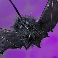 Image result for Hanging Bat Ornament