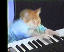 Image result for GG Cat