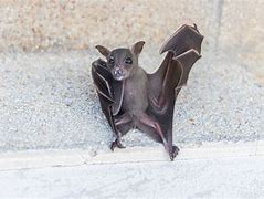 Image result for My Pet Bat