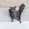Image result for Fruit Bats as Pets