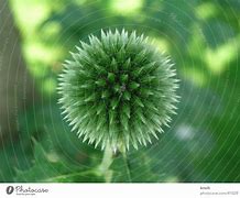 Image result for Round Things in Nature