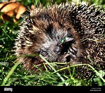 Image result for Hedgehog Rolled Up