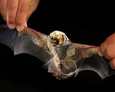 Image result for Ghost Bat Habitat