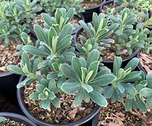 Image result for Euphorbia characias Velvet Ruby ®
