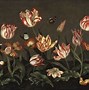 Image result for Hoa Tulip Ha Lan