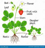 Image result for Strawberry Fruit Parts