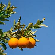 Image result for Orange Fruit Tree