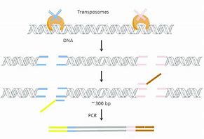 Image result for DNA Libraries Ilumina