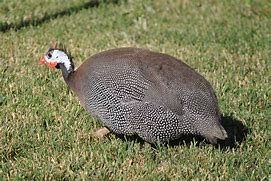 Image result for Guinea Animal