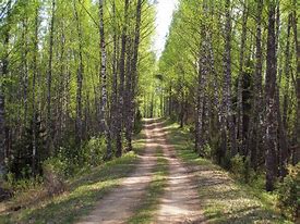 Image result for Arizona Forest