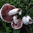 Image result for agaric�ce0
