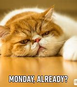 Image result for Funny Good Morning Happy Monday Meme