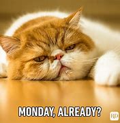 Image result for Happy Monday Tired Meme