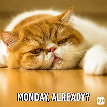 Image result for Monday Work Cat Meme