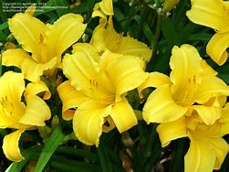 Image result for Hemerocallis Mary Todd