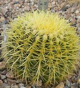 Image result for Best Desert Plants