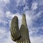 Image result for Western Desert Cactus