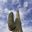 Image result for Saguaro Cactus Tucson