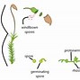 Image result for Moss Life Cycle Diagram
