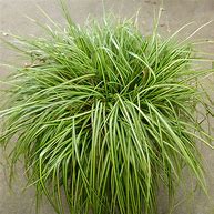 Bildergebnis für Carex oshimensis Eversheen