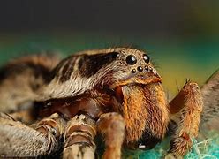 Image result for Tarantula Mandibles